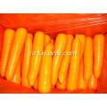 Mărimea proaspătă de carrot M